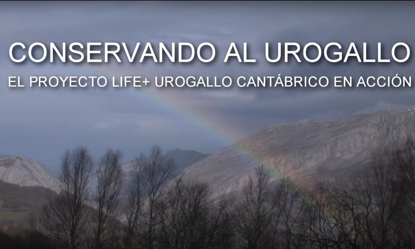 Conservando al urogallo, el proyecto LIFE+ Urogallo cantábrico en acción