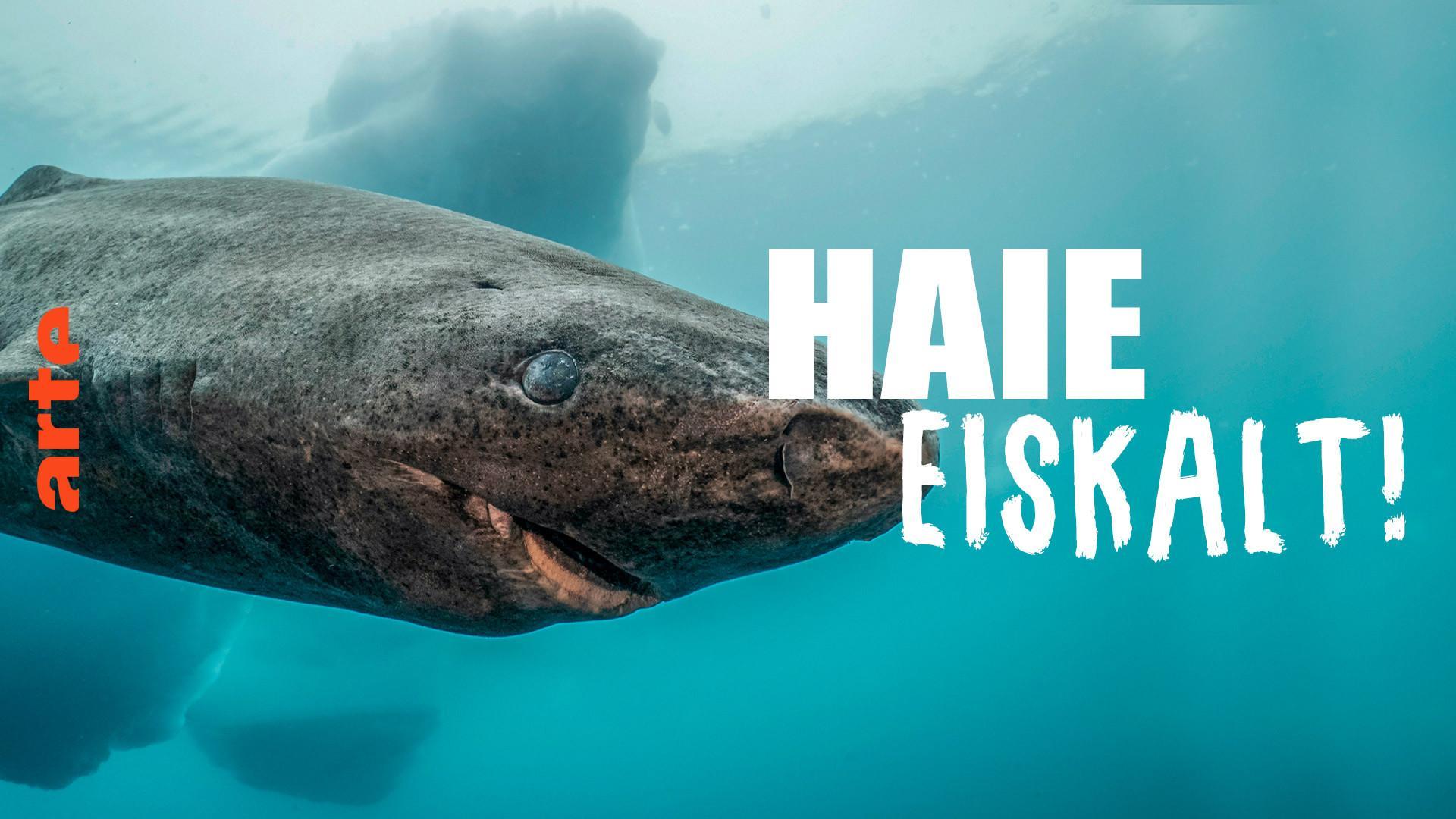 Haie eiskalt! Jäger zwischen Nordsee und Grönland (TV)