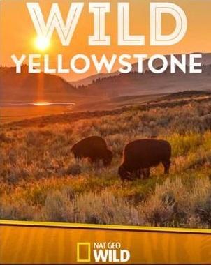 Wild Yellowstone (TV Miniseries)