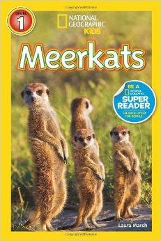 Meerkats