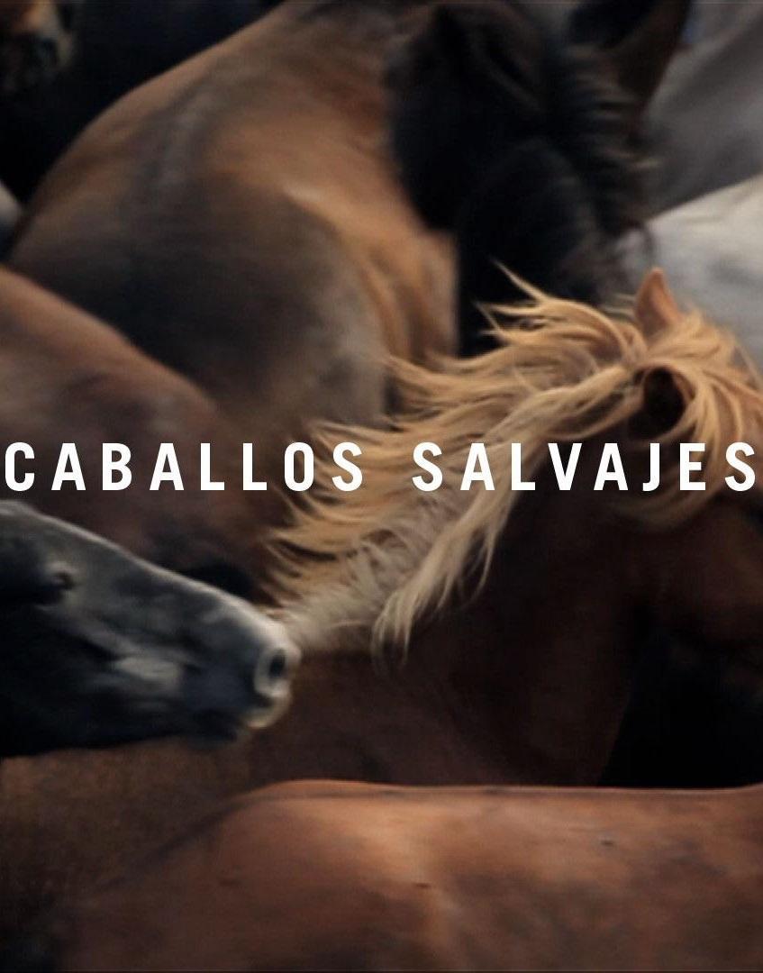 Caballos salvajes (C)