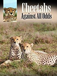 Cheetahs: Against All Odds