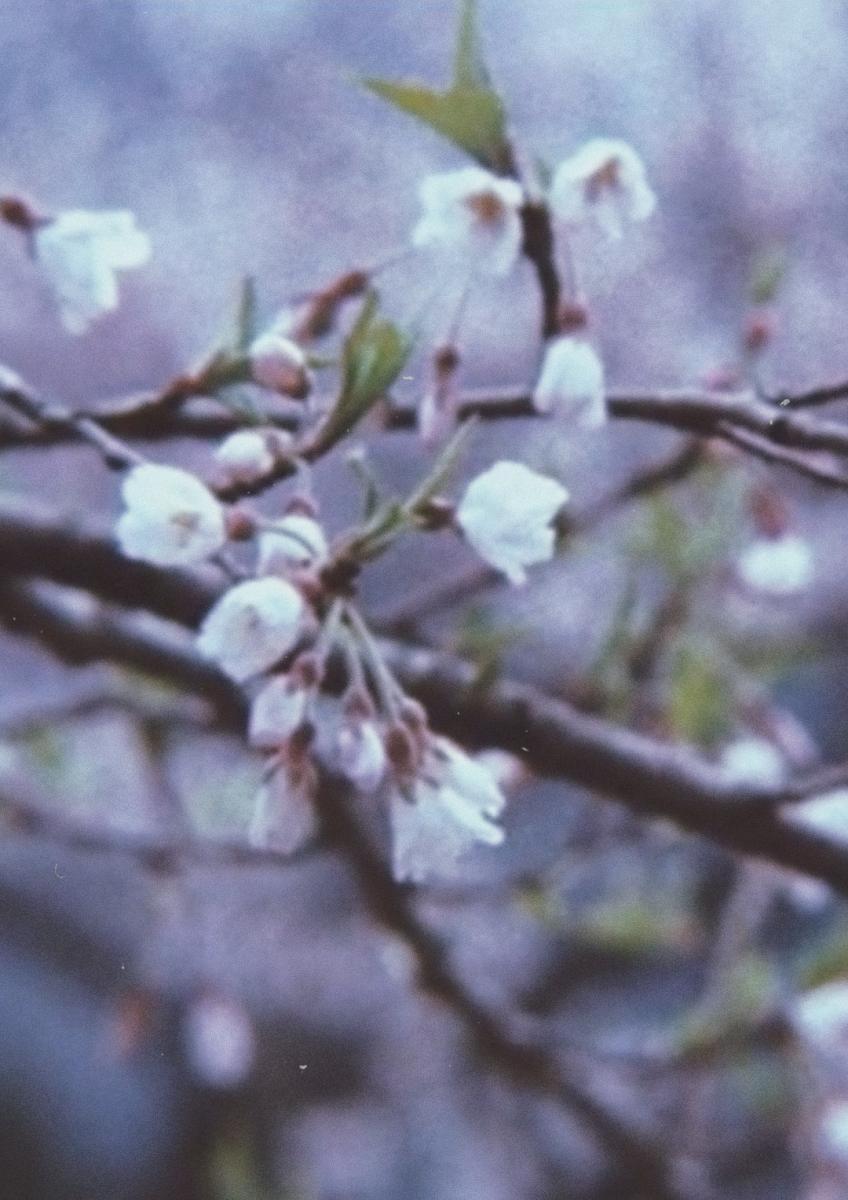 The Cherry Tree with Gray Blossoms