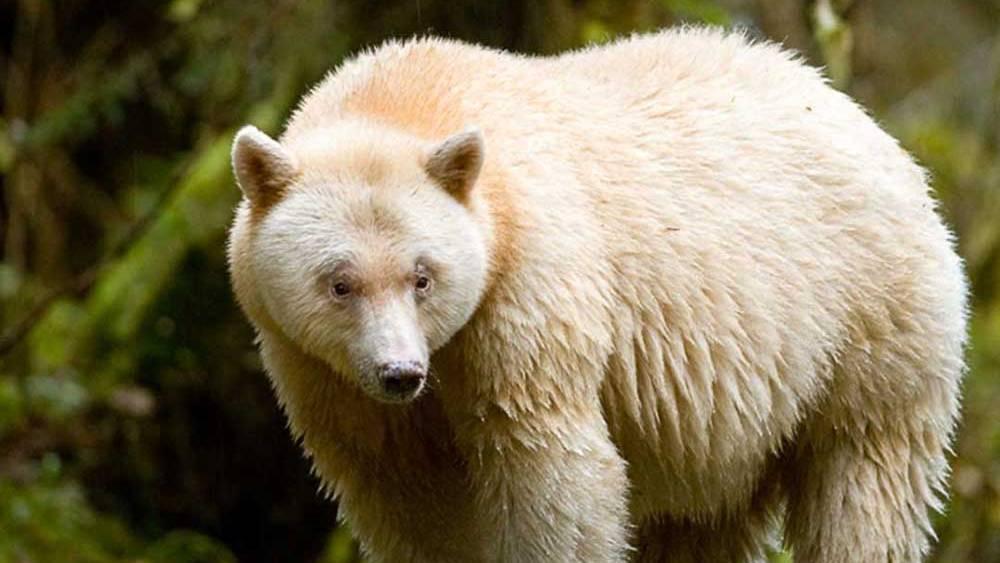 Great Bear Rainforest