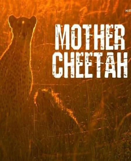 Mother Cheetah (TV)