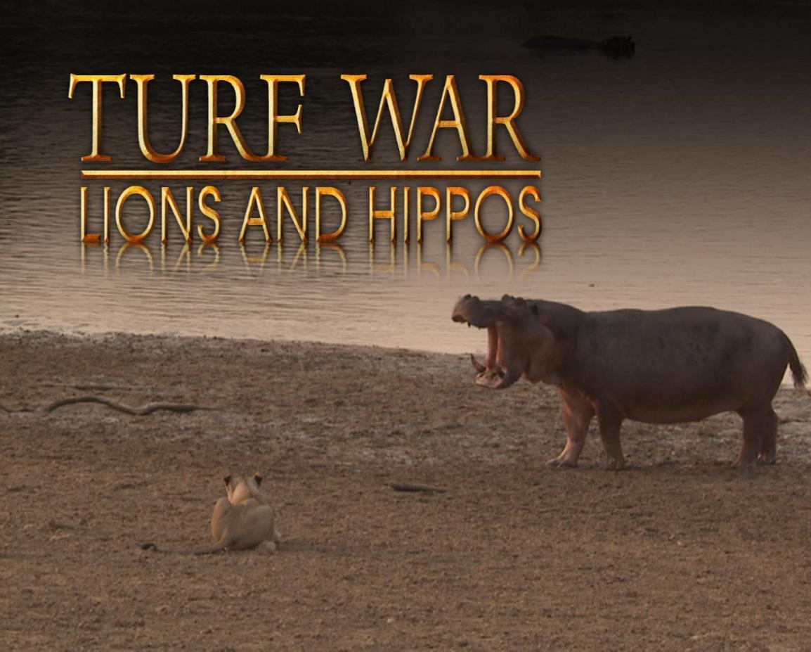 Turf War - Lions and Hippos