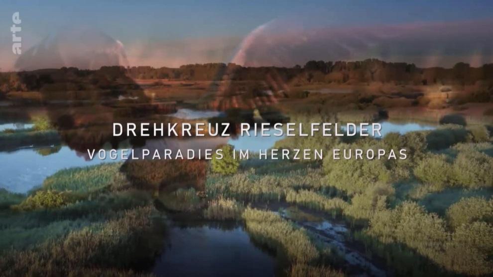 Drehkreuz Rieselfelder: Vogelparadies im Herzen Europas (TV)