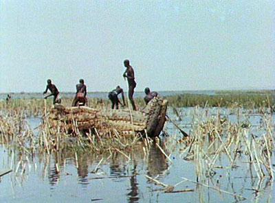 Chasse à l'hippopotame