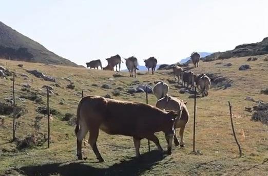 La ley de la montaña (S)