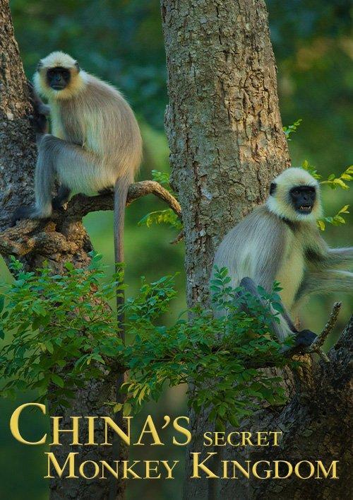 China's Secret Monkey Kingdom