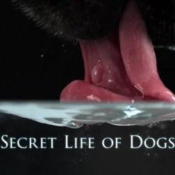 Secret Life of Dogs (TV)