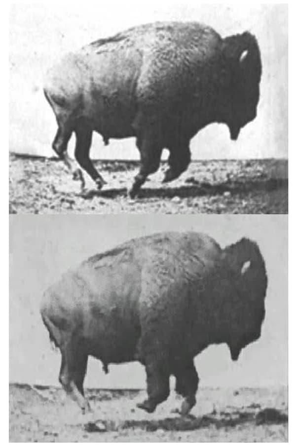 Buffalo Running (S)