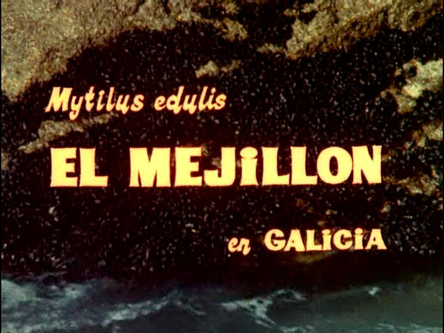 El mejillón en Galicia (S)