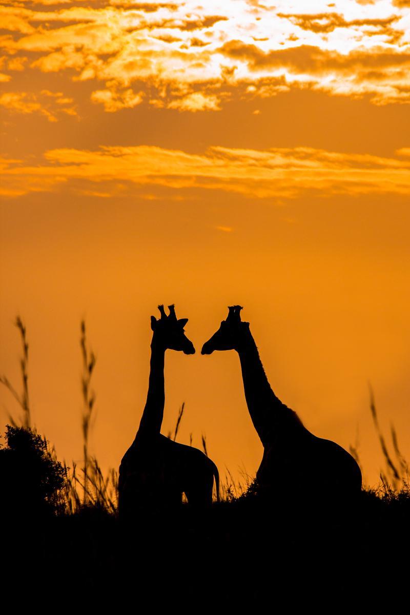 Terra Mater: Giraffen - Giganten hautnah (TV)