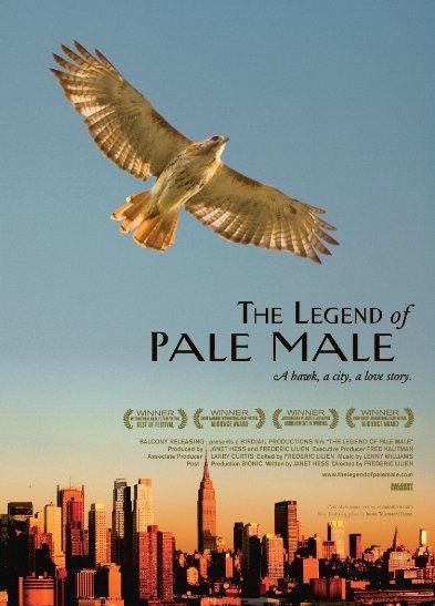 The Legend of Pale Male