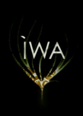 Iwa (S)