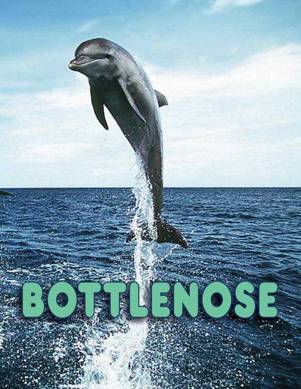 Bottlenose (S)