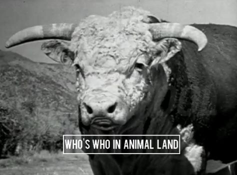 Who's Who in Animal Land (S)
