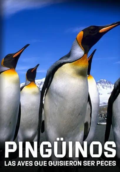 Pingüinos, la historia de las aves que quisieron ser peces