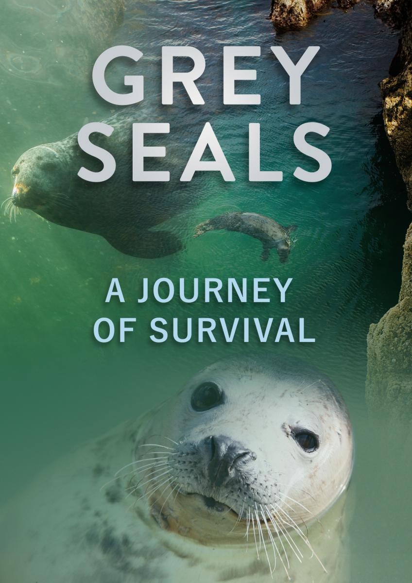 Grey Seals: A Journey of Survival