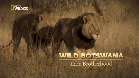 Wild Botswana: Leones al límite