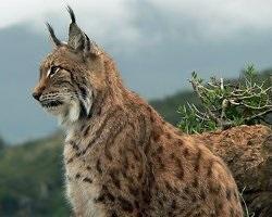 Lince ibérico, el cazador solitario