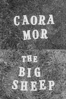 Caora Mor: The Big Sheep