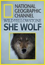 La loba de Yellowstone