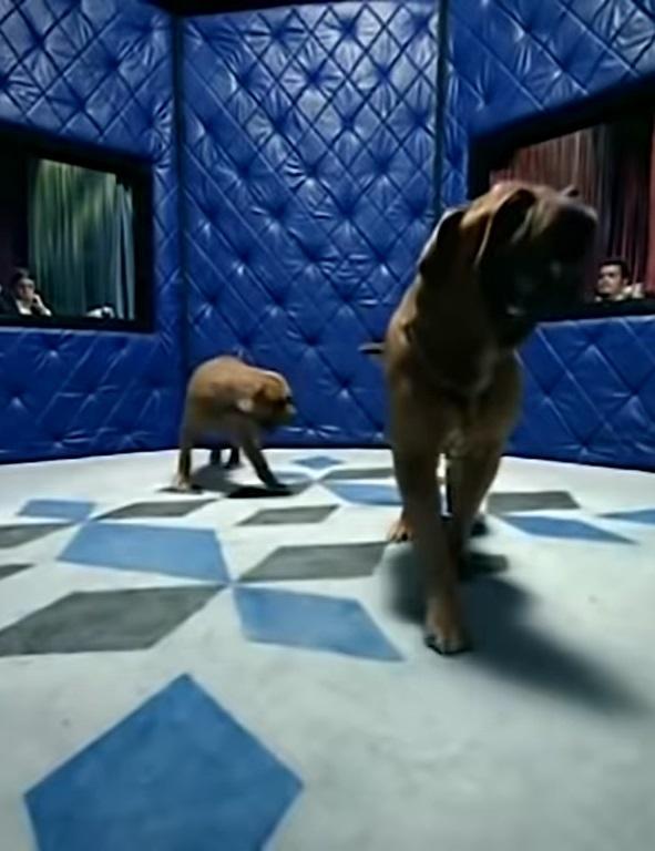 Control Machete y Ely Guerra: Amores perros (De perros amores) (Vídeo musical)