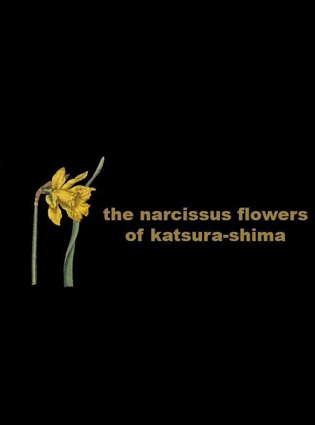 The Narcissus Flowers of Katsura-shima