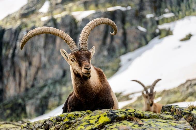 Jerte, vida salvaje en el valle de los cerezos