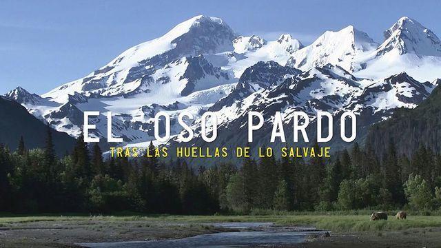 El oso pardo: tras las huellas de lo salvaje