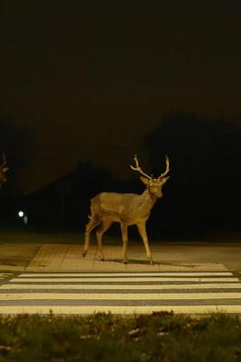 Canon: Urban Deer (S)