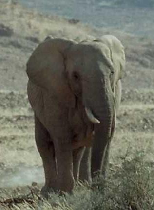 Elephant Nomads of the Namib Desert (TV)