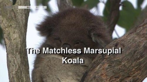 El incomparable marsupial: El koala