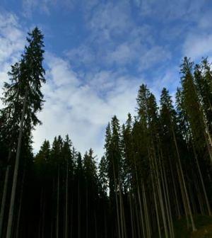 Alberi che camminano